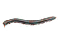 Tonkinbolus caudulanus adult